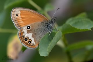Funda Zpzp Perisi (Coenonympha arcania)