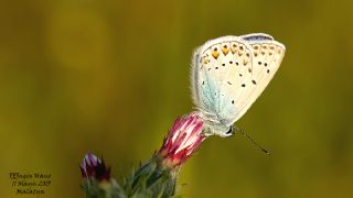 okgzl Amanda (Polyommatus amandus)