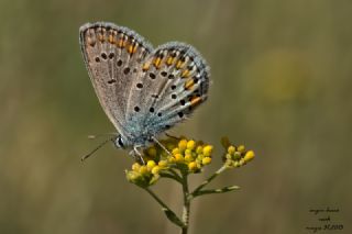 okgzl Amanda (Polyommatus amandus)