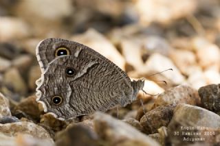Beyaz Bandl� Karamelek&nbsp;(Hipparchia&nbsp;parisatis)
