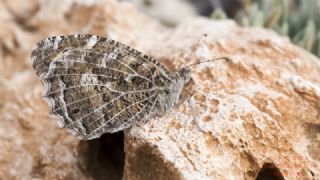 Step Cad�s�&nbsp;(Chazara&nbsp;anthe)