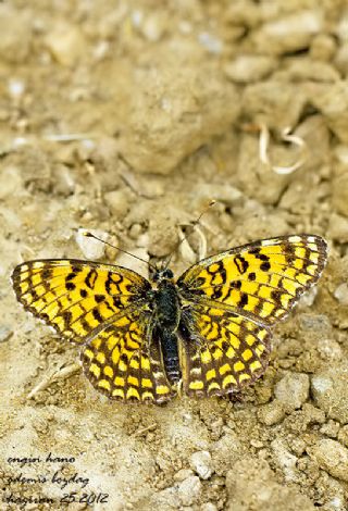 Benekli Byk parhan (Melitaea phoebe)