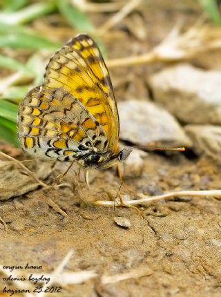 Benekli Byk parhan (Melitaea phoebe)