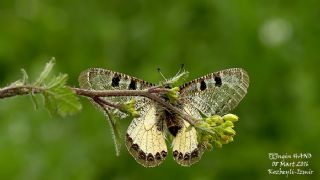 Yalanc Apollo (Archon apollinus)