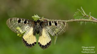 Yalanc Apollo (Archon apollinus)
