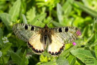 Yalanc� Apollo&nbsp;(Archon&nbsp;apollinus)