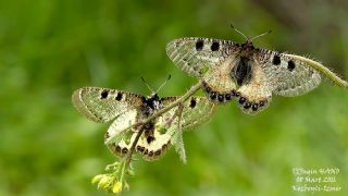 Yalanc Apollo (Archon apollinus)