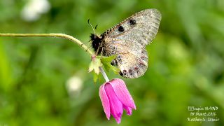 Yalanc Apollo (Archon apollinus)