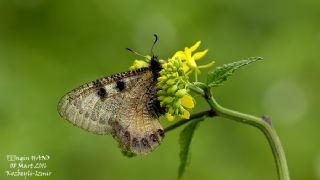 Yalanc Apollo (Archon apollinus)