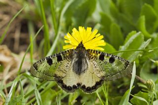 Yalanc Apollo (Archon apollinus)