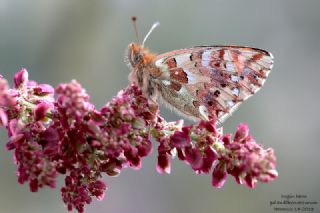 Balkan Meneke Kelebei (Boloria graeca)