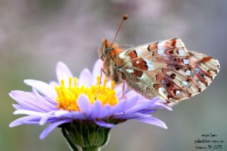 Balkan Meneke Kelebei (Boloria graeca)