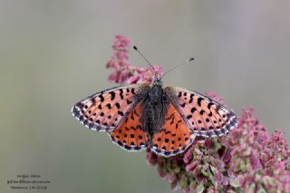 Balkan Menek�e Kelebe�i&nbsp;(Boloria&nbsp;graeca)
