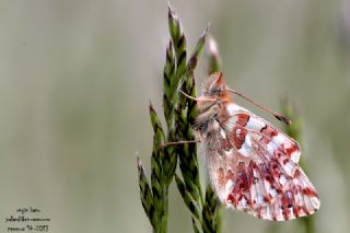 Balkan Meneke Kelebei (Boloria graeca)