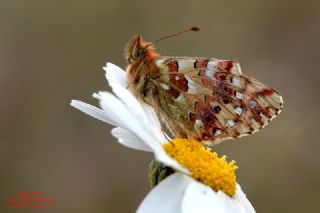 Balkan Menek�e Kelebe�i&nbsp;(Boloria&nbsp;graeca)