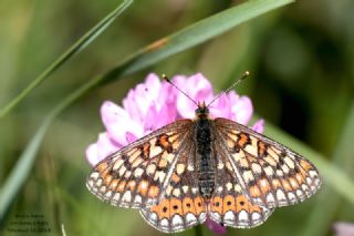 Gzel Nazuum (Euphydryas orientalis)