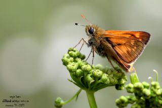 Orman Z�pz�p�&nbsp;(Ochlodes&nbsp;sylvanus)