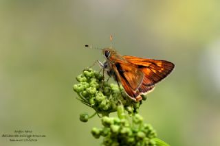 Orman Z�pz�p�&nbsp;(Ochlodes&nbsp;sylvanus)