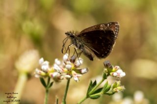 Pasl Zpzp (Erynnis tages)