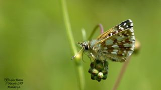 Kzl Zpzp (Spialia orbifer)