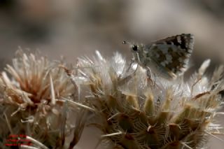 Acem Z�pz�p�&nbsp;(Spialia&nbsp;phlomidis)