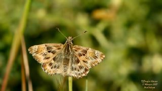 Hatmi Zpzp (Carcharodus alceae)