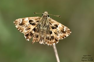 Hatmi Zpzp (Carcharodus alceae)