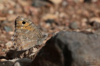 Step Yalanc�cad�s�&nbsp;(Pseudochazara&nbsp;mniszechii)