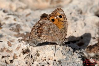 Levantin Yalanc�cad�s�&nbsp;(Pseudochazara&nbsp;pelopea)