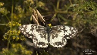 ��l Melikesi&nbsp;(Melanargia&nbsp;grumi)