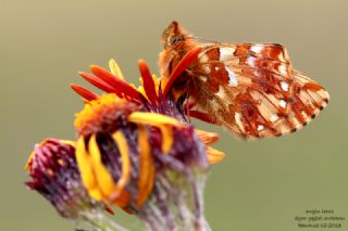 Kafkas Meneke Kelebei (Boloria caucasica)