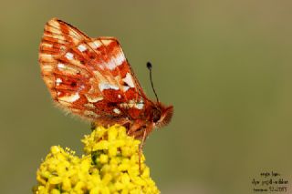 Kafkas Menek�e Kelebe�i&nbsp;(Boloria&nbsp;caucasica)