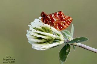 Kafkas Meneke Kelebei (Boloria caucasica)