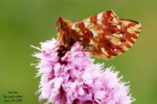 Kafkas Menek�e Kelebe�i&nbsp;(Boloria&nbsp;caucasica)