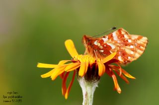 Kafkas Meneke Kelebei (Boloria caucasica)