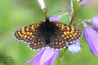 Kafkasyal� Amannisa&nbsp;(Mellicta &nbsp;caucasogenita)