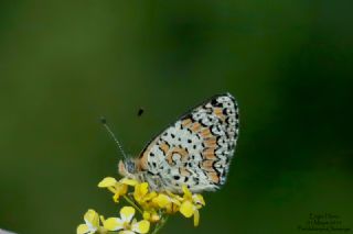 Hatayl parhan (Melitaea collina)