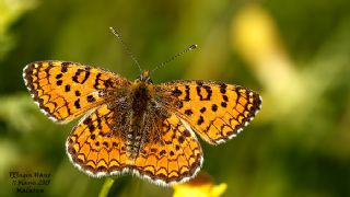 Hatayl parhan (Melitaea collina)