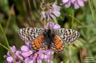 Kafkasyal� �parhan&nbsp;(Melitaea&nbsp;interrupta)
