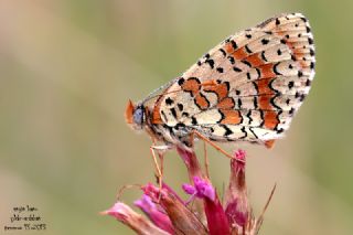 Kafkasyal parhan (Melitaea interrupta)