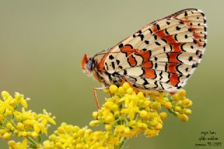 Kafkasyal� �parhan&nbsp;(Melitaea&nbsp;interrupta)