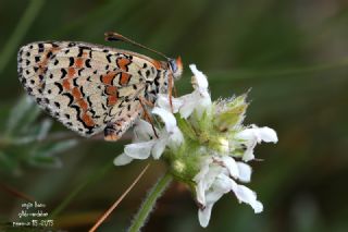Kafkasyal� �parhan&nbsp;(Melitaea&nbsp;interrupta)