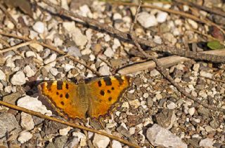 Karaaa Nimfalisi (Inachis polychloros)