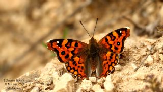 Anadolu ehzadesi (Thaleropis ionia)