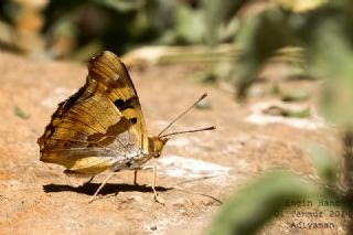 Anadolu ehzadesi (Thaleropis ionia)