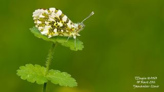 Turuncu Ssl (Anthocharis cardamines)