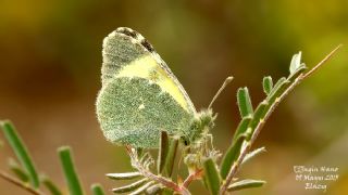 Dou Elfinstonyas (Euchloe penia)