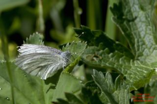 izgili Da Beyazmelei (Pieris bryoniae)