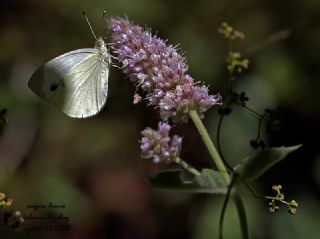 Yalanc Beyazmelek (Pieris pseudorapae)
