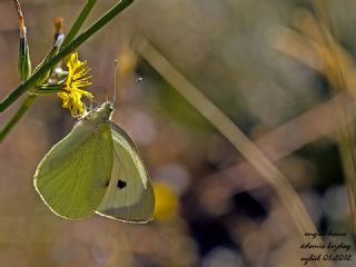 Yalanc Beyazmelek (Pieris pseudorapae)